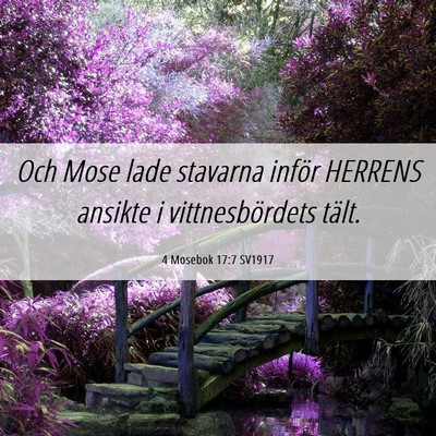 Picture 06 - 4 Mosebok 17:7 SV1917 - Och Mose lade stavarna inför HERRENS ansikte i - Bible Verse Picture