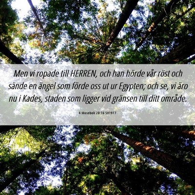 Picture 06 - 4 Mosebok 20:16 SV1917 - Men vi ropade till HERREN, och han hörde vår - Bible Verse Picture