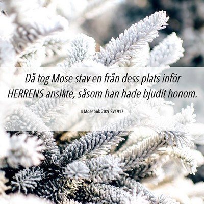 Picture 06 - 4 Mosebok 20:9 SV1917 - Då tog Mose stav en från dess plats inför - Bible Verse Picture