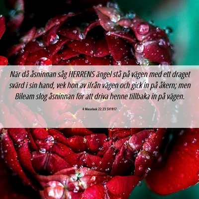 Picture 06 - 4 Mosebok 22:23 SV1917 - När då åsninnan såg HERRENS ängel stå på - Bible Verse Picture
