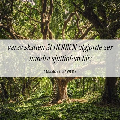 Picture 06 - 4 Mosebok 31:37 SV1917 - varav skatten åt HERREN utgjorde sex hundra - Bible Verse Picture