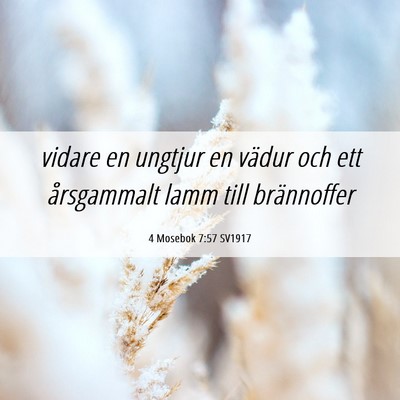 Picture 06 - 4 Mosebok 7:57 SV1917 - vidare en ungtjur en vädur och ett årsgammalt - Bible Verse Picture