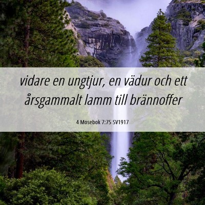 Picture 06 - 4 Mosebok 7:75 SV1917 - vidare en ungtjur, en vädur och ett årsgammalt - Bible Verse Picture