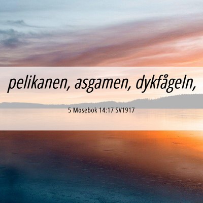 Picture 06 - 5 Mosebok 14:17 SV1917 - pelikanen, asgamen, - Bible Verse Picture