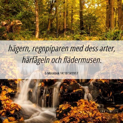 Picture 06 - 5 Mosebok 14:18 SV1917 - hägern, regnpiparen med dess arter, härfågeln - Bible Verse Picture