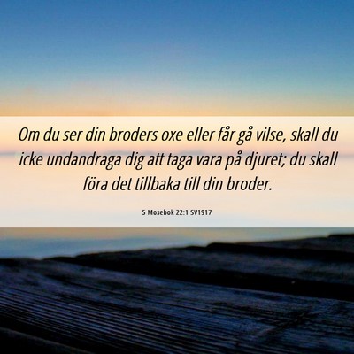 Picture 06 - 5 Mosebok 22:1 SV1917 - Om du ser din broders oxe eller får gå vilse, - Bible Verse Picture