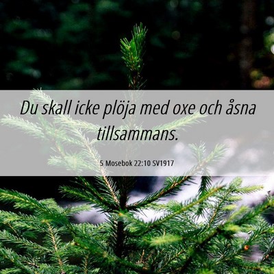 Picture 06 - 5 Mosebok 22:10 SV1917 - Du skall icke plöja med oxe och åsna - Bible Verse Picture