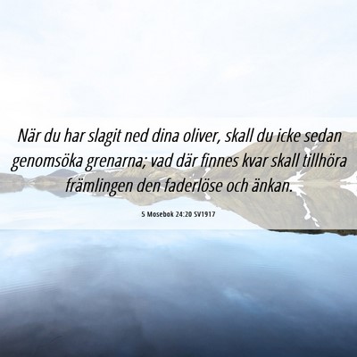 Picture 06 - 5 Mosebok 24:20 SV1917 - När du har slagit ned dina oliver, skall du icke - Bible Verse Picture