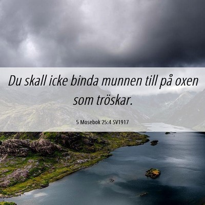 Picture 06 - 5 Mosebok 25:4 SV1917 - Du skall icke binda munnen till på oxen som - Bible Verse Picture