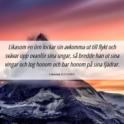 Picture 06 - 5 Mosebok 32:11 SV1917 - Likasom en örn lockar sin avkomma ut till flykt - Bible Verse Picture