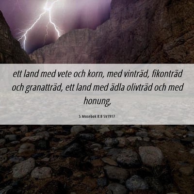 Picture 06 - 5 Mosebok 8:8 SV1917 - ett land med vete och korn, med vinträd, - Bible Verse Picture