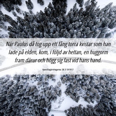 Picture 06 - Apostlagärningarna 28:3 SV1917 - När Paulus då tog upp ett fång torra kvistar - Bible Verse Picture