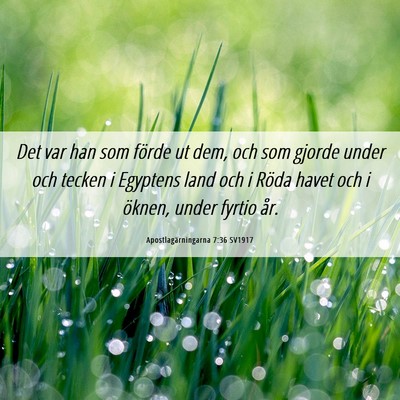 Picture 06 - Apostlagärningarna 7:36 SV1917 - Det var han som förde ut dem, och som gjorde - Bible Verse Picture