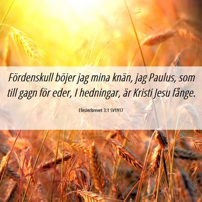 Picture 06 - Efesierbrevet 3:1 SV1917 - Fördenskull böjer jag mina knän, jag Paulus, - Bible Verse Picture