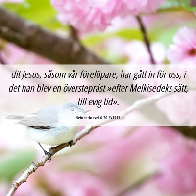 Picture 06 - Hebreerbrevet 6:20 SV1917 - dit Jesus, såsom vår förelöpare, har gått in - Bible Verse Picture