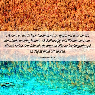 Picture 06 - Hesekiel 34:12 SV1917 - Likasom en herde letar tillsammans sin hjord, - Bible Verse Picture