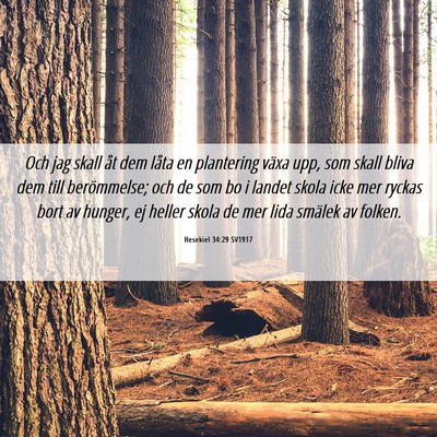Picture 06 - Hesekiel 34:29 SV1917 - Och jag skall åt dem låta en plantering växa - Bible Verse Picture