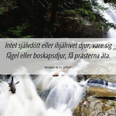 Picture 06 - Hesekiel 44:31 SV1917 - Intet självdött eller ihjälrivet djur, vare - Bible Verse Picture