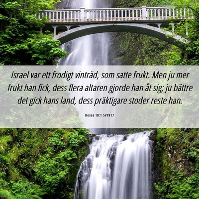 Picture 06 - Hosea 10:1 SV1917 - Israel var ett frodigt vinträd, som satte frukt. - Bible Verse Picture