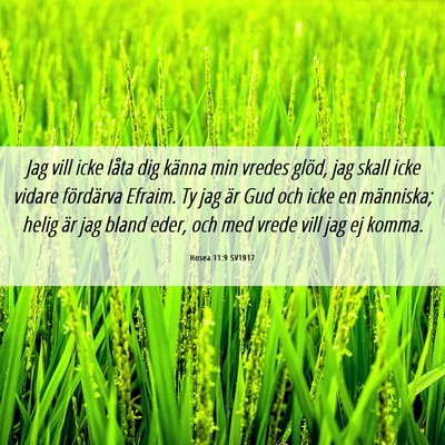 Picture 06 - Hosea 11:9 SV1917 - Jag vill icke låta dig känna min vredes glöd, - Bible Verse Picture