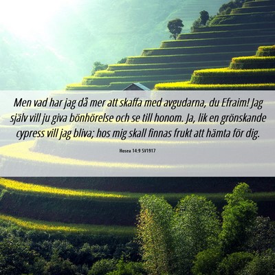 Picture 06 - Hosea 14:9 SV1917 - Men vad har jag då mer att skaffa med avgudarna, - Bible Verse Picture