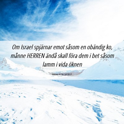 Picture 06 - Hosea 4:16 SV1917 - Om Israel spjärnar emot såsom en obändig ko, - Bible Verse Picture