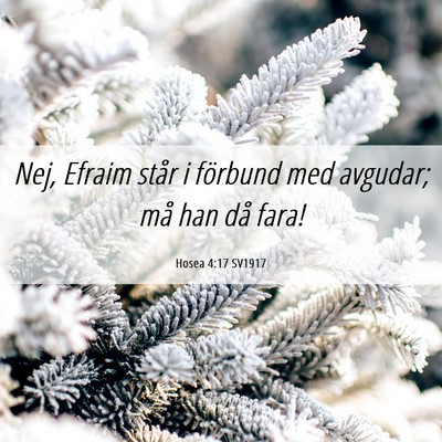Picture 06 - Hosea 4:17 SV1917 - Nej, Efraim står i förbund med avgudar; må han - Bible Verse Picture