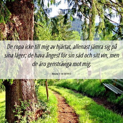 Picture 06 - Hosea 7:14 SV1917 - De ropa icke till mig av hjärtat, allenast - Bible Verse Picture
