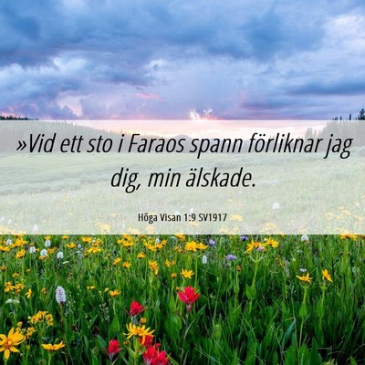 Picture 06 - Höga Visan 1:9 SV1917 - »Vid ett sto i Faraos spann förliknar jag dig, - Bible Verse Picture