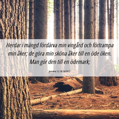 Picture 06 - Jeremia 12:10 SV1917 - Herdar i mängd fördärva min vingård och - Bible Verse Picture