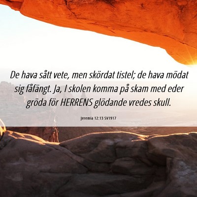Picture 06 - Jeremia 12:13 SV1917 - De hava sått vete, men skördat tistel; de hava - Bible Verse Picture