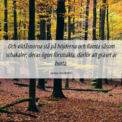 Picture 06 - Jeremia 14:6 SV1917 - Och vildåsnorna stå på höjderna och flämta - Bible Verse Picture