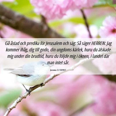 Picture 06 - Jeremia 2:2 SV1917 - Gå åstad och predika för Jerusalem och säg: - Bible Verse Picture