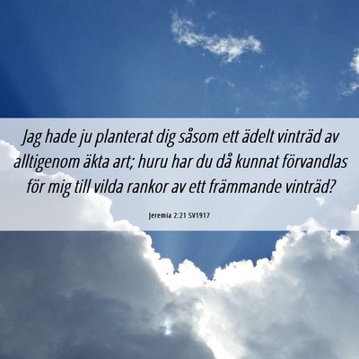 Picture 06 - Jeremia 2:21 SV1917 - Jag hade ju planterat dig såsom ett ädelt - Bible Verse Picture