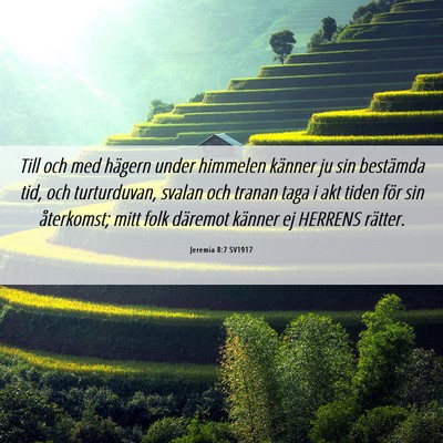 Picture 06 - Jeremia 8:7 SV1917 - Till och med hägern under himmelen känner ju - Bible Verse Picture