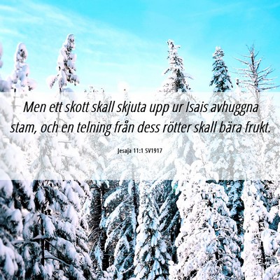 Picture 06 - Jesaja 11:1 SV1917 - Men ett skott skall skjuta upp ur Isais avhuggna - Bible Verse Picture