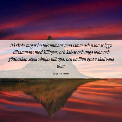 Picture 06 - Jesaja 11:6 SV1917 - Då skola vargar bo tillsammans med lamm och - Bible Verse Picture
