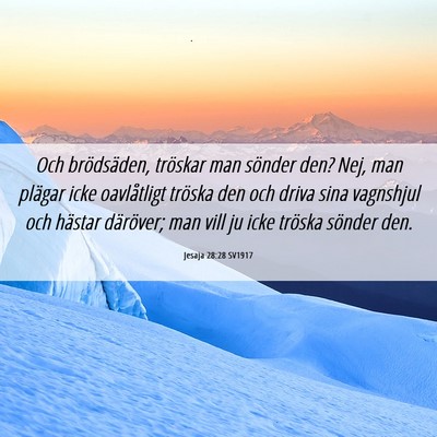 Picture 06 - Jesaja 28:28 SV1917 - Och brödsäden, tröskar man sönder den? Nej, - Bible Verse Picture