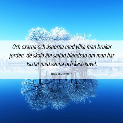 Picture 06 - Jesaja 30:24 SV1917 - Och oxarna och åsnorna med vilka man brukar - Bible Verse Picture