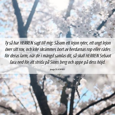 Picture 06 - Jesaja 31:4 SV1917 - Ty så har HERREN sagt till mig: Såsom ett lejon - Bible Verse Picture