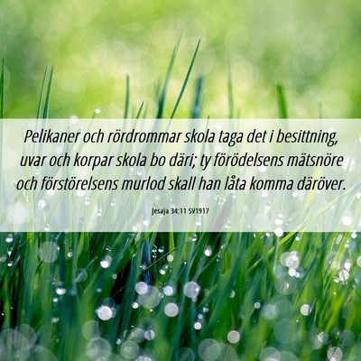 Picture 06 - Jesaja 34:11 SV1917 - Pelikaner och rördrommar skola taga det i - Bible Verse Picture