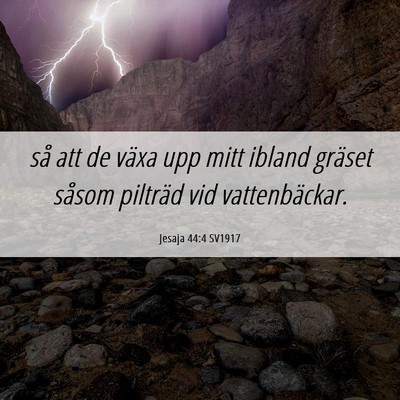 Picture 06 - Jesaja 44:4 SV1917 - så att de växa upp mitt ibland gräset såsom - Bible Verse Picture