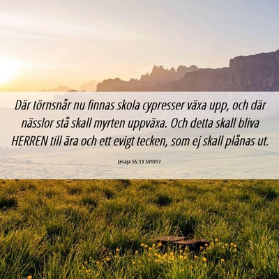 Picture 06 - Jesaja 55:13 SV1917 - Där törnsnår nu finnas skola cypresser växa - Bible Verse Picture