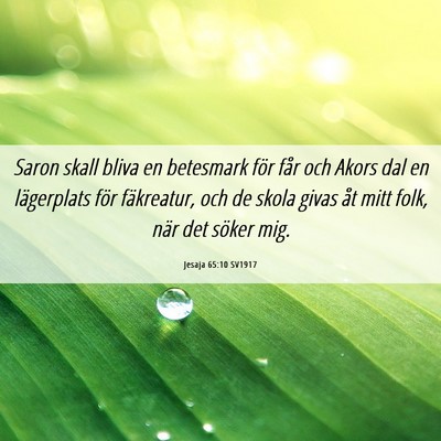 Picture 06 - Jesaja 65:10 SV1917 - Saron skall bliva en betesmark för får och - Bible Verse Picture
