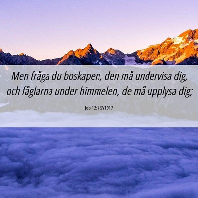 Picture 06 - Job 12:7 SV1917 - Men fråga du boskapen, den må undervisa dig, - Bible Verse Picture