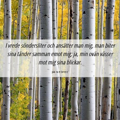 Picture 06 - Job 16:9 SV1917 - I vrede söndersliter och ansätter man mig, man - Bible Verse Picture