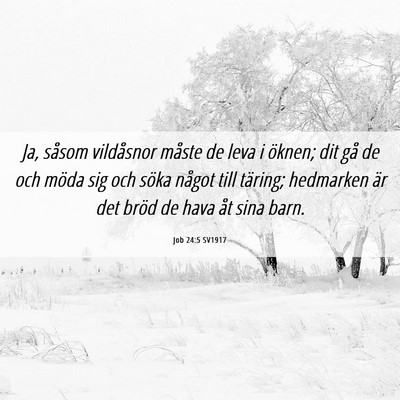 Picture 06 - Job 24:5 SV1917 - Ja, såsom vildåsnor måste de leva i öknen; - Bible Verse Picture