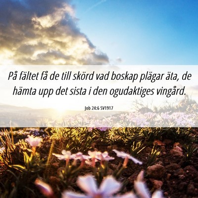Picture 06 - Job 24:6 SV1917 - På fältet få de till skörd vad boskap plägar - Bible Verse Picture