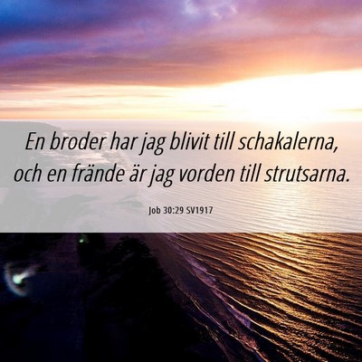 Picture 06 - Job 30:29 SV1917 - En broder har jag blivit till schakalerna, och en - Bible Verse Picture