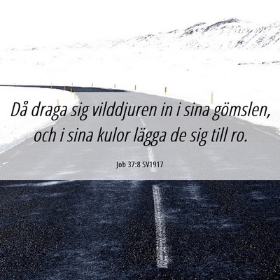 Picture 06 - Job 37:8 SV1917 - Då draga sig vilddjuren in i sina gömslen, och - Bible Verse Picture